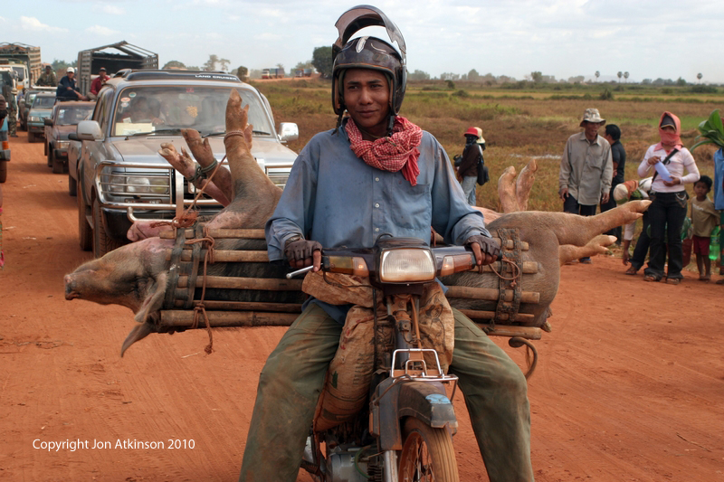 Transporting Pigs by Road, Cambodia